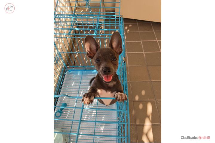 Hermoso chihuahua blue $400 Puerto Rico