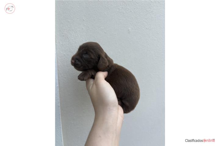 Dachshund (salchicha) hembra pelo largo  Puerto Rico