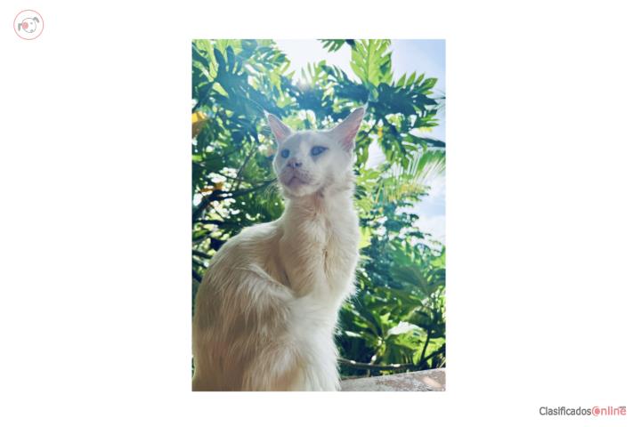 Main Coon Puerto Rico