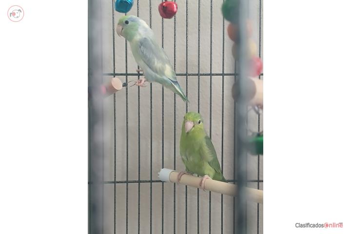 Parrotlets Puerto Rico