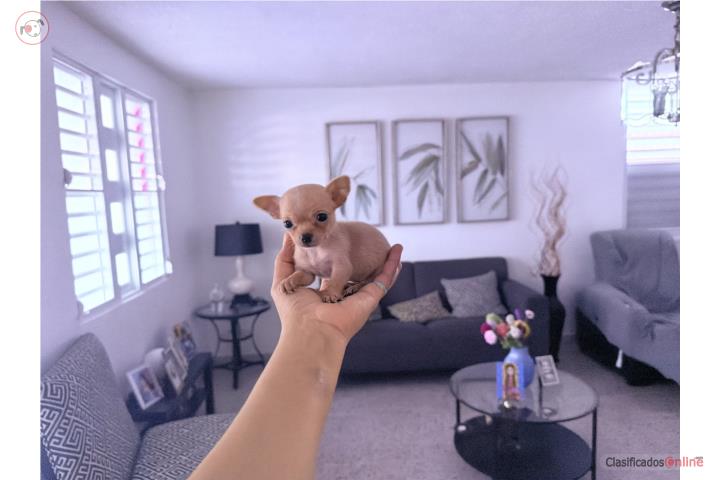Chihuahua nena  Puerto Rico