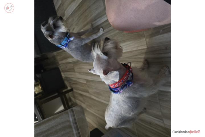 SCHNAUZER Puerto Rico