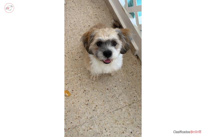 Hermoso Maltipoo Ponce - $450 Puerto Rico