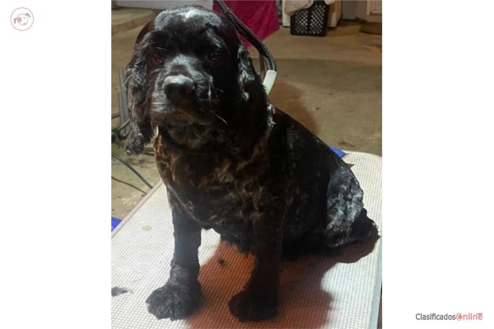 Cocker Spaniel Adulta  Puerto Rico
