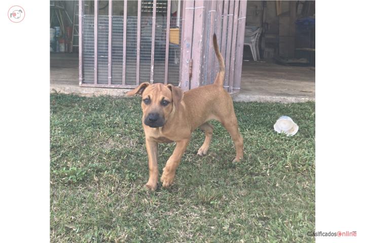 Perrita mix 4 meses NUNA Puerto Rico