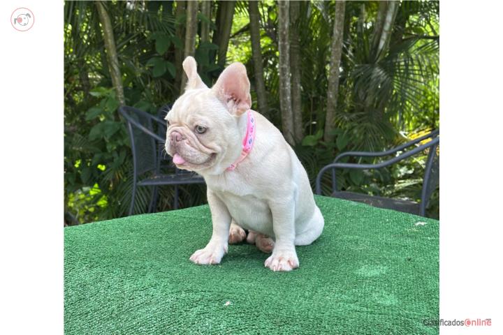 French bulldog  Puerto Rico