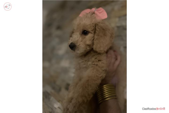 Standard Poodle Puerto Rico