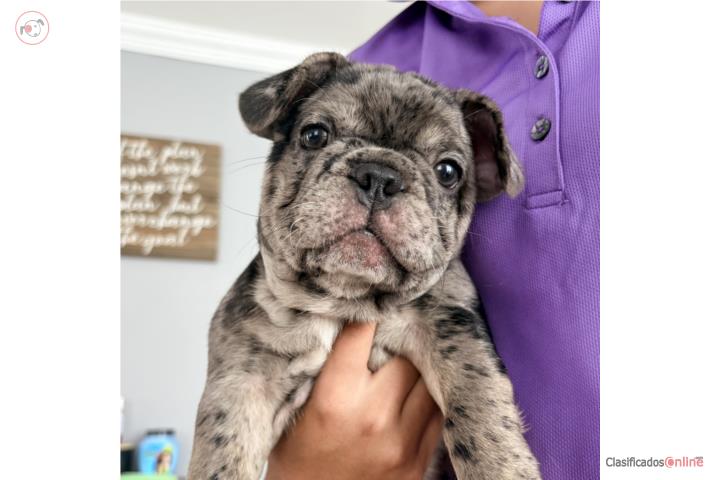 French bulldog  Puerto Rico