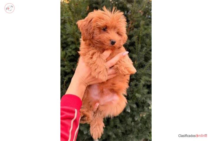 Preciosos machitos Maltipoo Puerto Rico