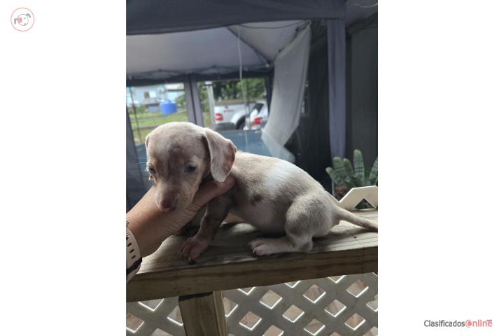 Nene Daschund mini:Isabela Merle (salchicha) Puerto Rico