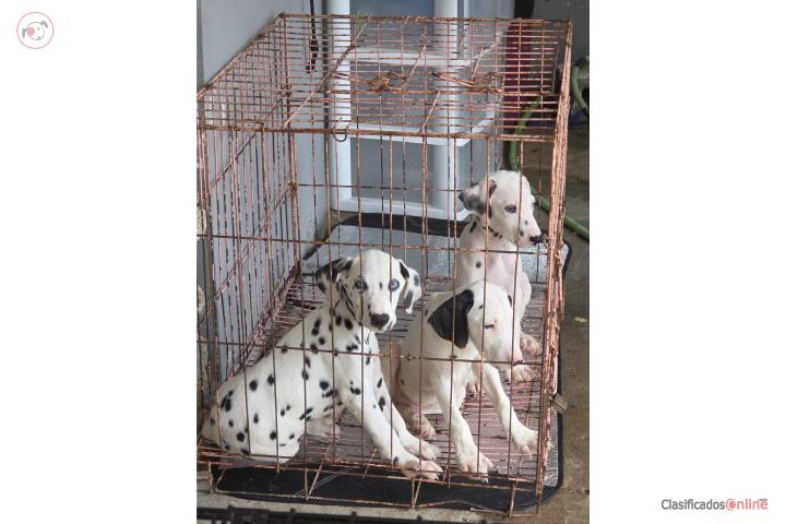 Tengo 3 machitos Dalmatas 2 meses y 2 semanas Puerto Rico