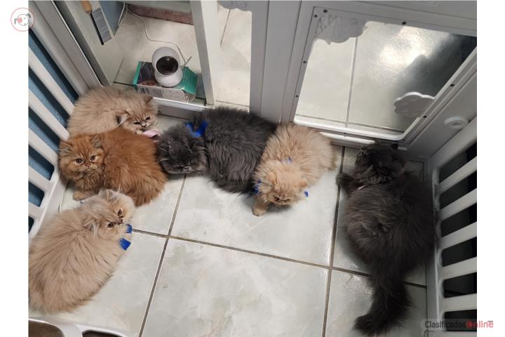 Hermosos gatitos persa Puerto Rico