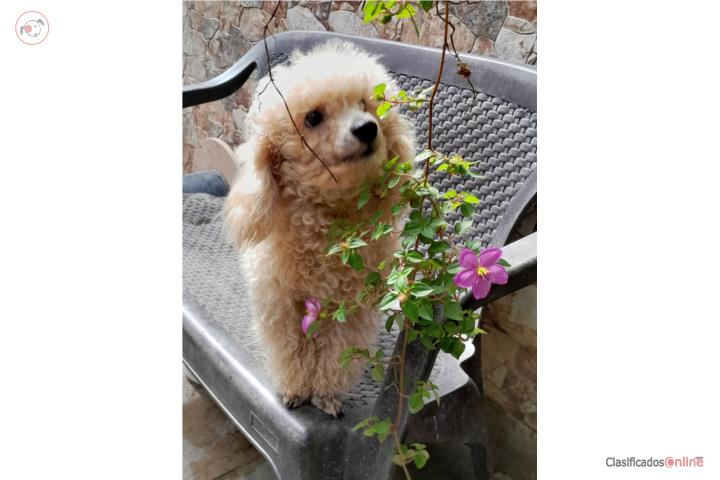 POODLE MACHO 8 meses Puerto Rico
