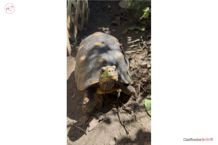 Tortuga Red Foot  Puerto Rico
