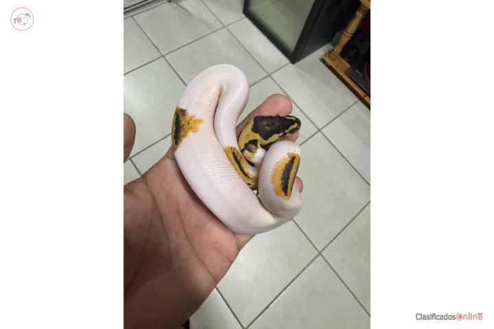 Ball Python  Puerto Rico