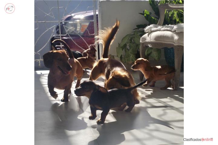 Preciosos Dachshund  Puerto Rico