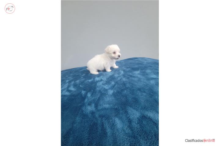 Maltipoo Toy Nene pequeñito  Puerto Rico