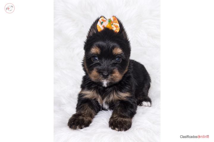 Hermosa Yorkie super pequeña Puerto Rico