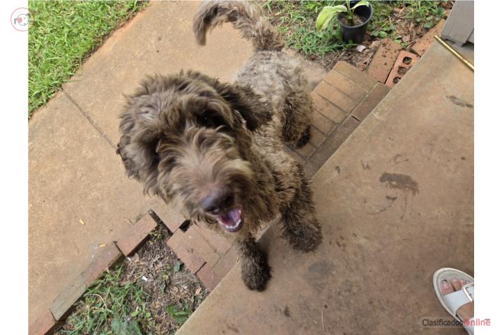 Goldendoodle Hembra Puerto Rico