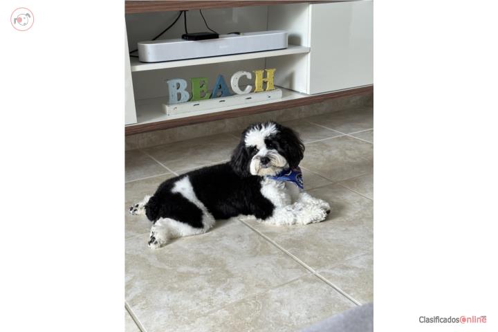Yorkiepoodle Puerto Rico