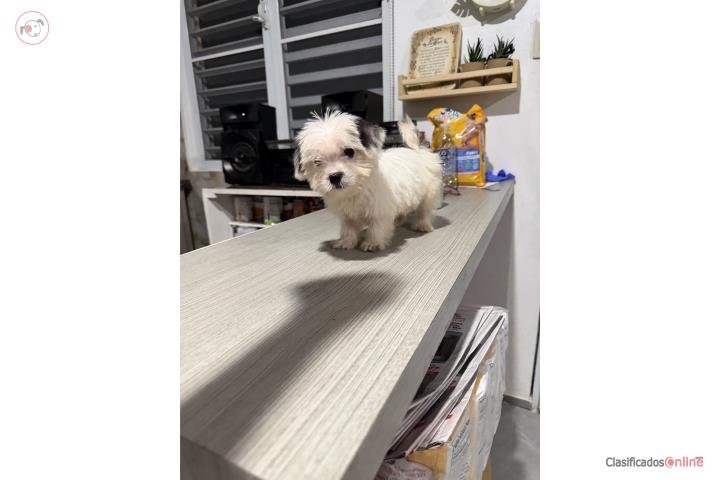 Shitzu toy nene bien pequeño 2 meses  Puerto Rico