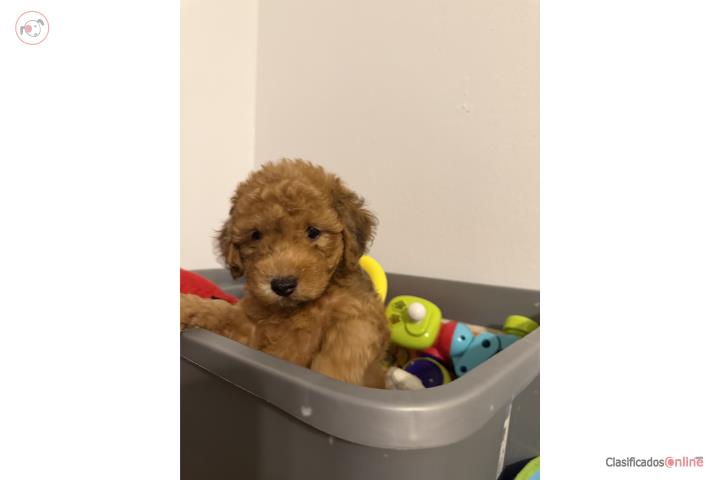Hermoso mini poodle color rojo  Puerto Rico