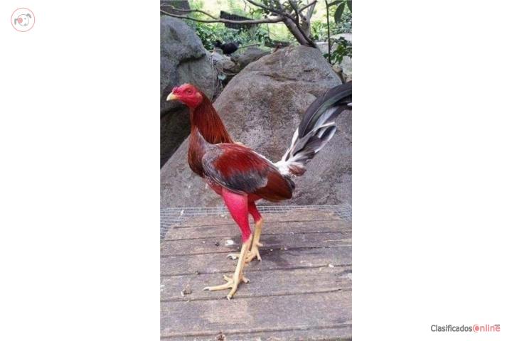 Dos padrotes probados y cuatro gallinas finas Puerto Rico