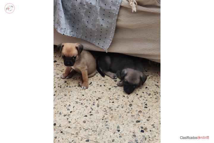 Se regalan perritos Puppies Puerto Rico
