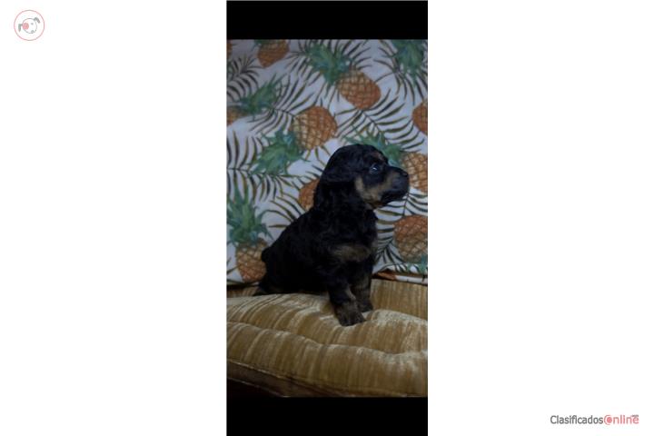 Toy Poodle Hembra Puerto Rico