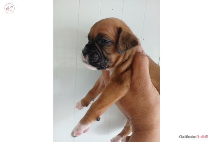 Boxer Puerto Rico