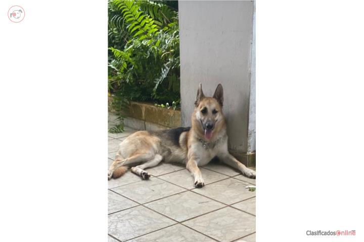 German Sheppard 2 años (hembra) PARA ADOPCION Puerto Rico