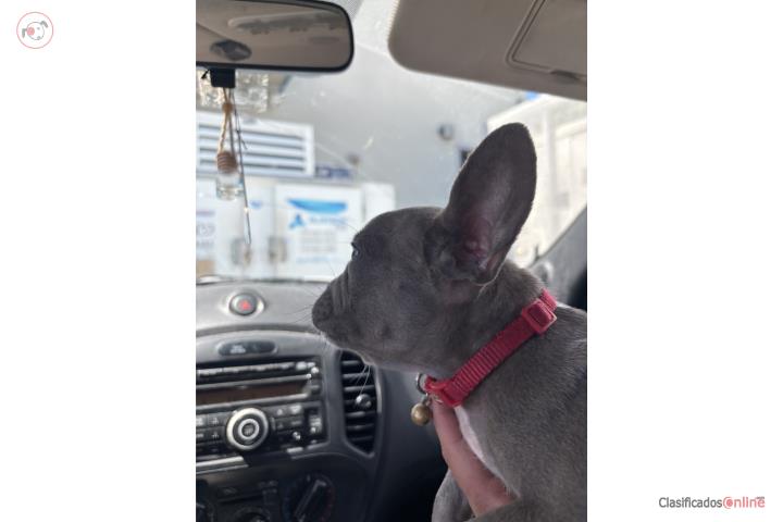 Frenchie blue macho  Puerto Rico