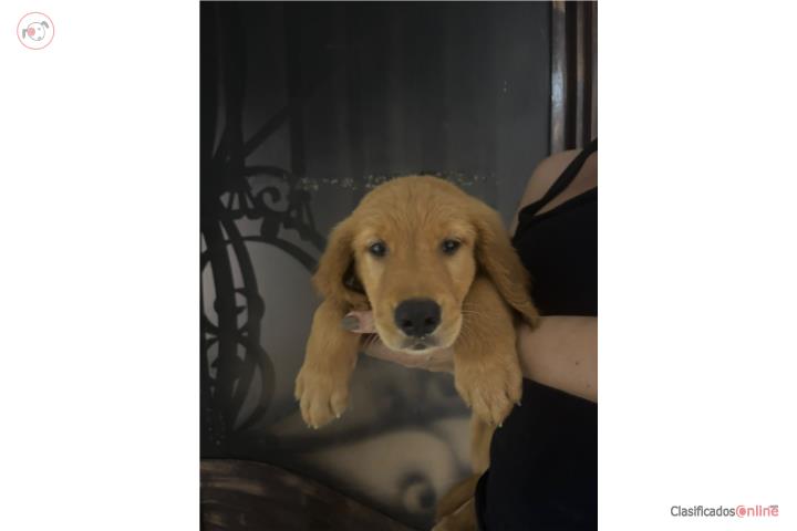 Golden retriever nene AKC Puerto Rico