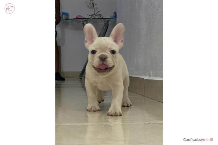 French bulldog  Puerto Rico