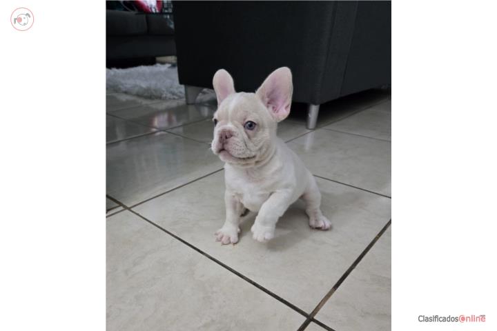 French bulldog  Puerto Rico