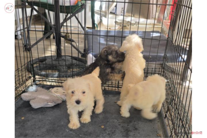 SCHNAUZER Puerto Rico
