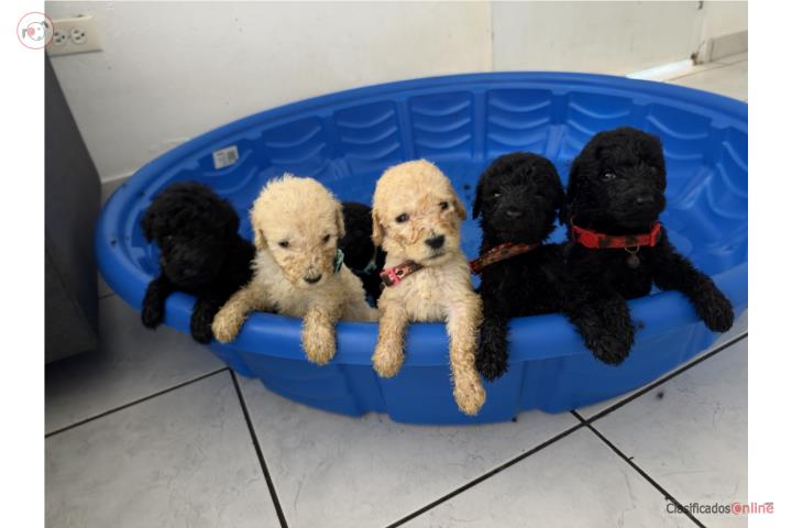 Poodle Standard Económicos  Puerto Rico