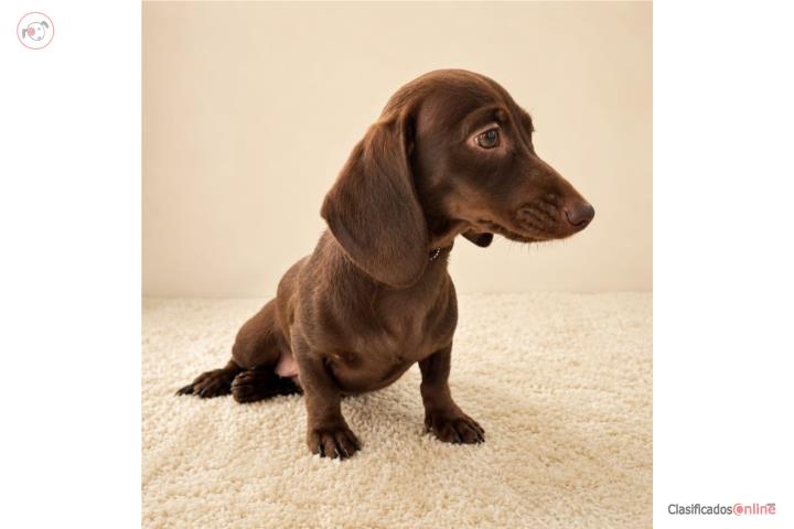 Dachshund nena chocolate 10 meses Puerto Rico