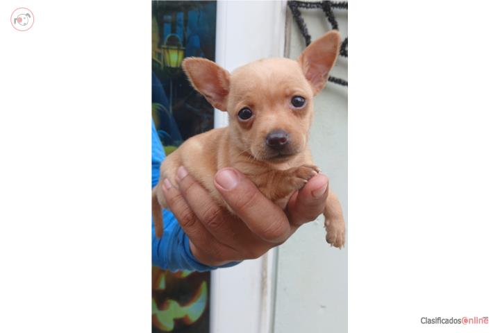 Preciosa Chihuahua rubia Hembra  Puerto Rico