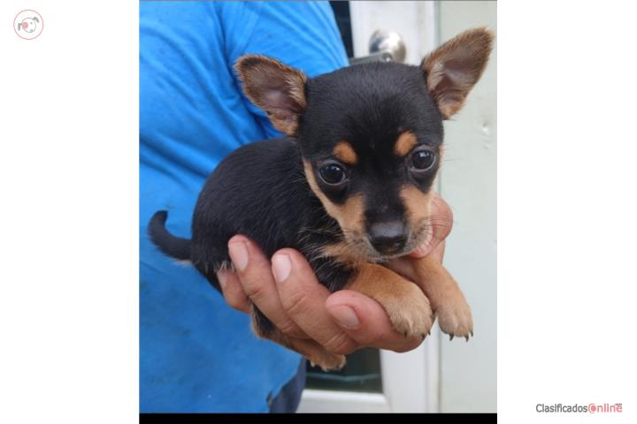 Chihuahua Machito BLACK AND TAN Puerto Rico