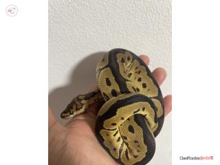 Ball Python  Puerto Rico