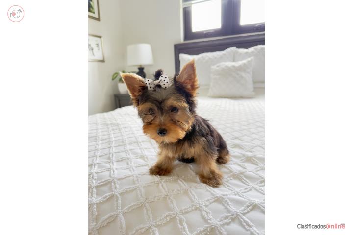 Yorkie toy  Puerto Rico