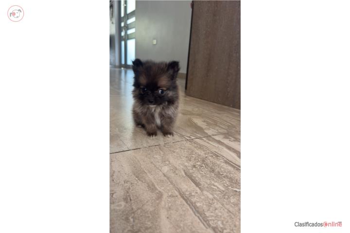 Pomeranians hembra  Puerto Rico
