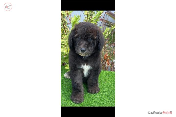 Poodle estándar Puerto Rico
