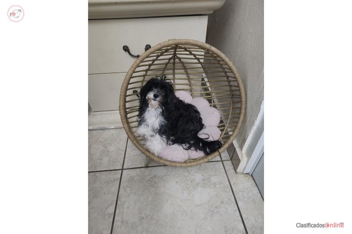 Maltipoo 2 year(Mama Maltes, Papa Toy Poodle) Puerto Rico