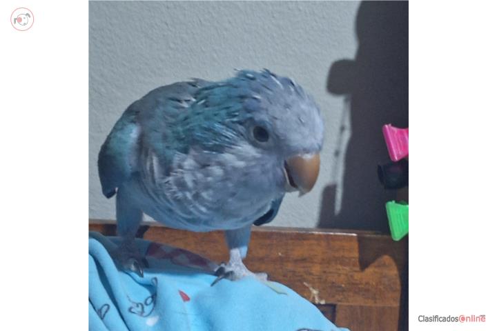 Quaker azul Puerto Rico