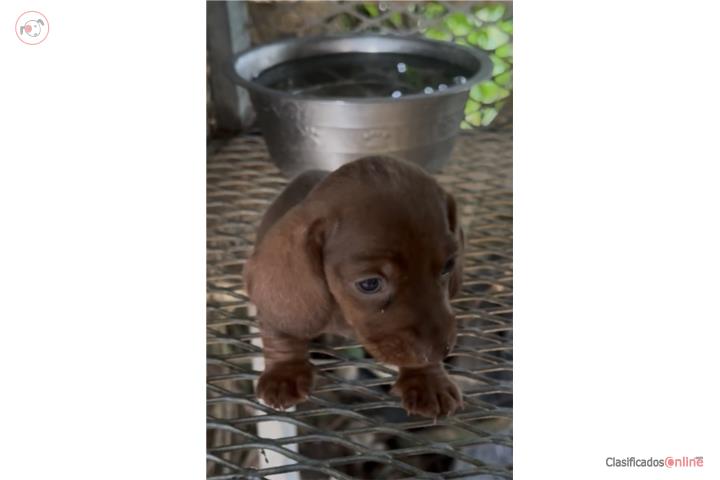 Mini salchicha  Puerto Rico