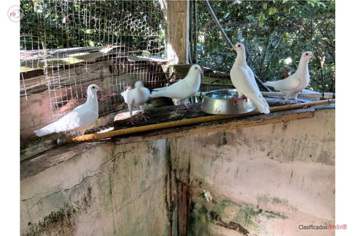 Negoceo mensajeras por pareja de conejitos  Puerto Rico