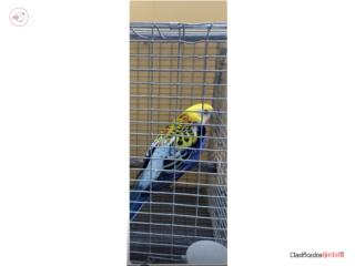 Rosella Macho 
