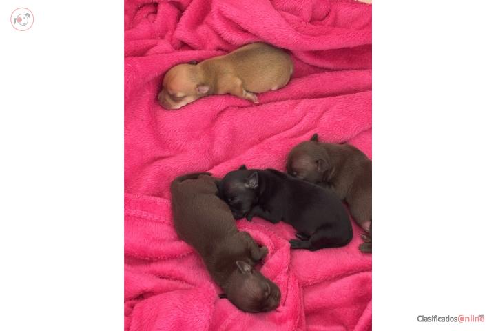 Chihuahuas hermosos Puerto Rico